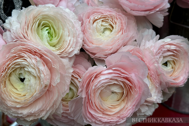 Ранункулюс