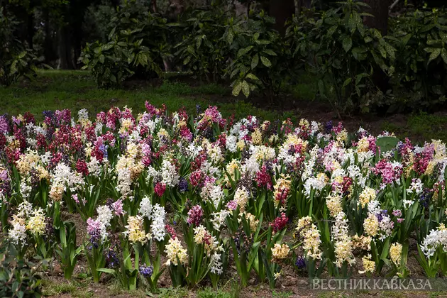 Парк Йылдыз в Стамбуле