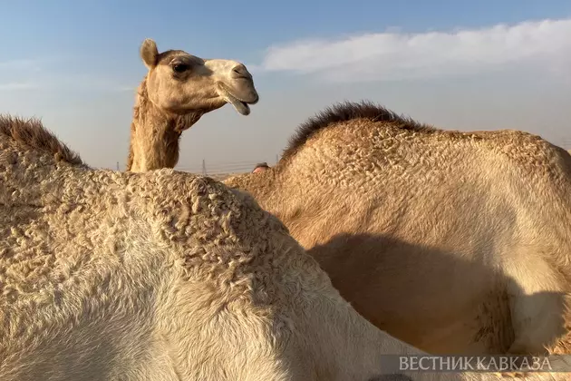 Верблюд в пустыне