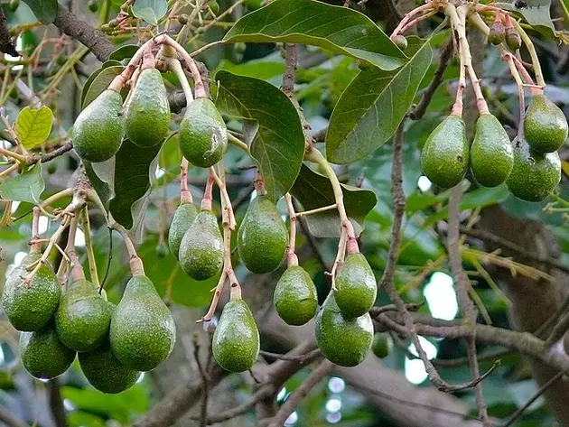 В Сочи начнут выращивать авокадо в промышленных масштабах 