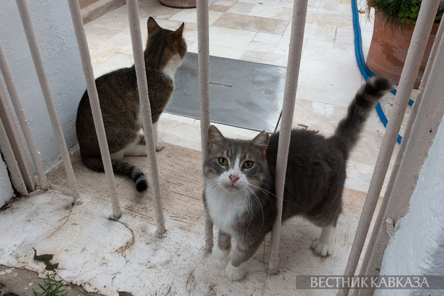 Кошки в Баку