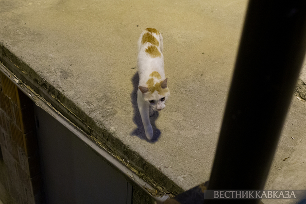 Кошка в Баку