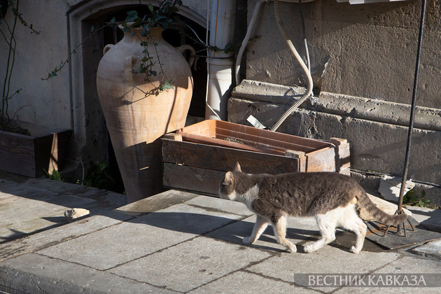 Кошка в Баку