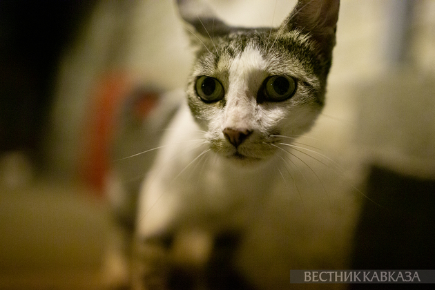 Кошка в Баку