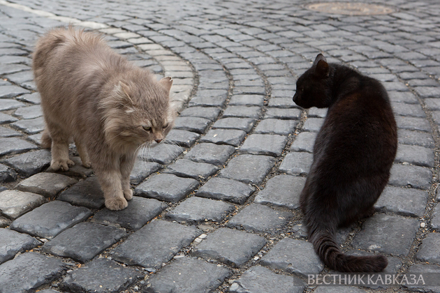 Кошки в Баку