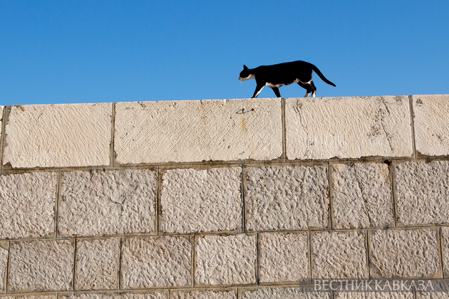 Кошка в Баку