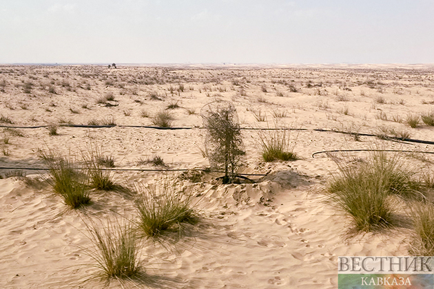 Высохшее Аральское море превратят в питомник растений