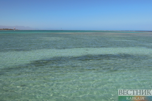 На туристов в Хургаде снова напала акула