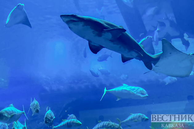 Океанариум в Дубае