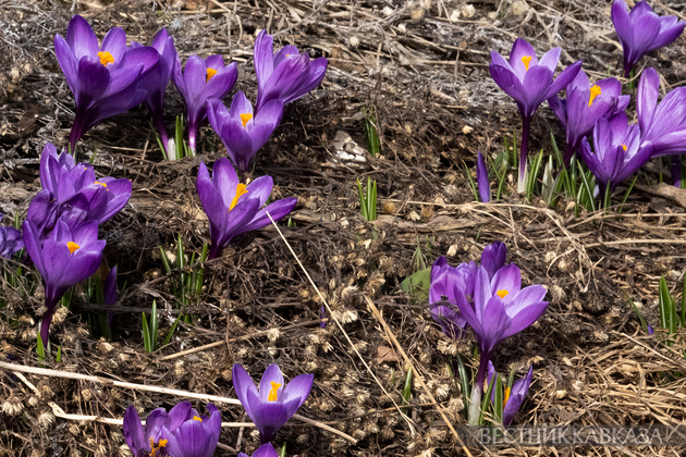 Крокусы
