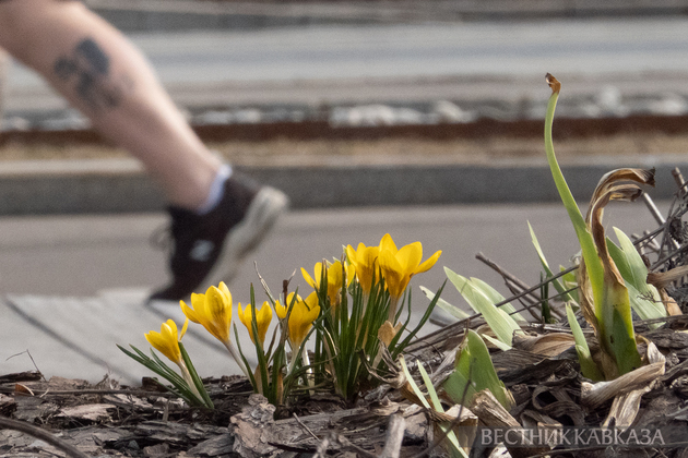 Цветение крокусов в парке Музеон