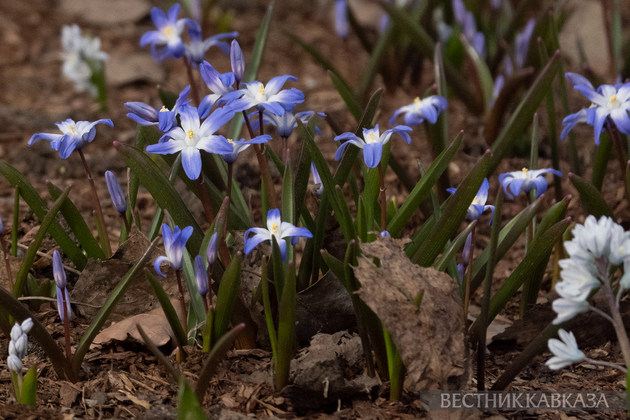 Хионодоксы