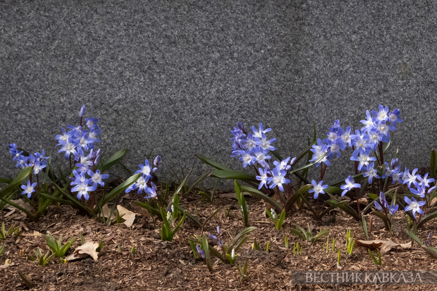 Хионодоксы