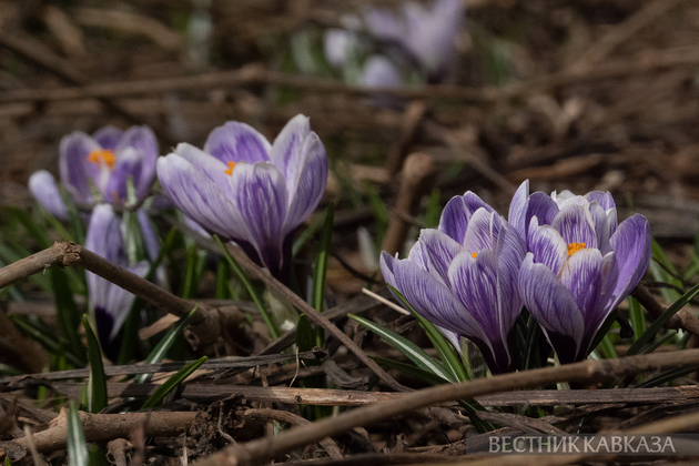 Крокусы