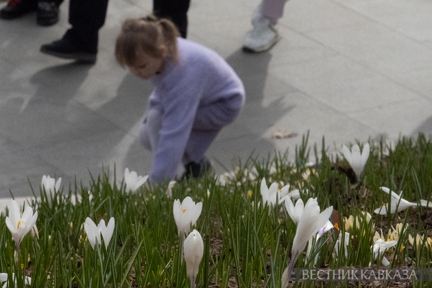 Цветение крокусов в парке Зарядье