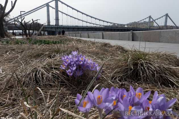 Цветение крокусов в парке Музеон
