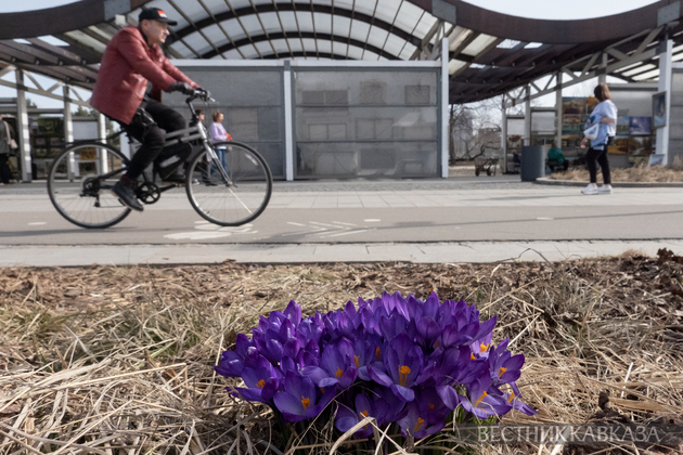 Цветение крокусов в парке Музеон