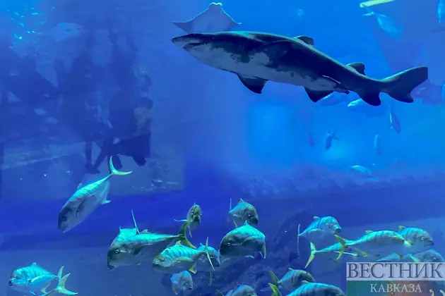 Океанариум в Дубае