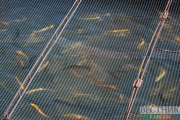 Иран намерен довести добычу рыбы до 200 тысяч тонн 