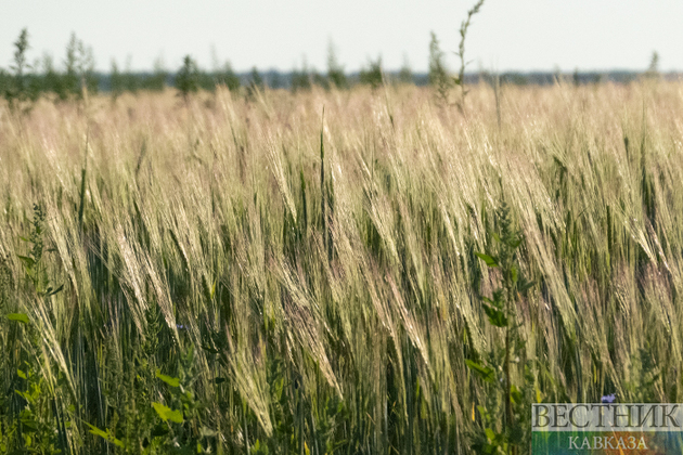 Европа срочно закупает российские удобрения