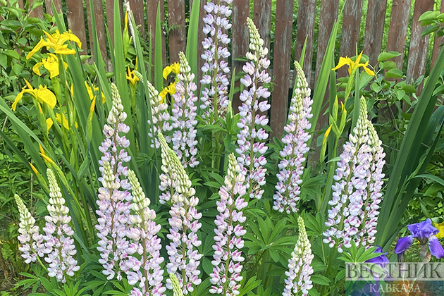 Ингушетия соберется на субботник 27 апреля