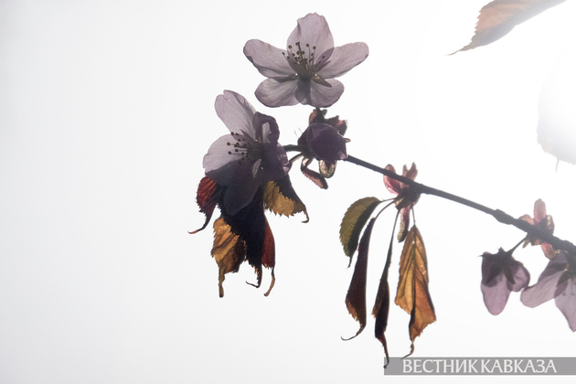 Сакура в Москве 2024