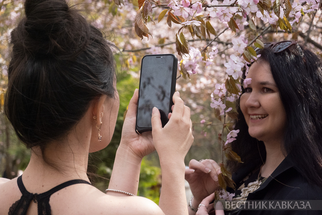 Сакура в Москве 2024