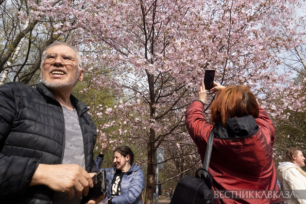 Сакура в Москве 2024