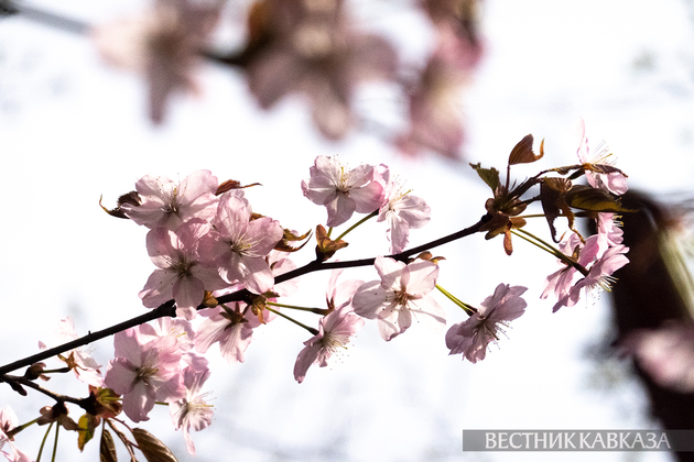 Сакура в Москве 2024