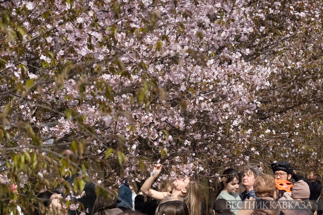 Сакура в Москве 2024
