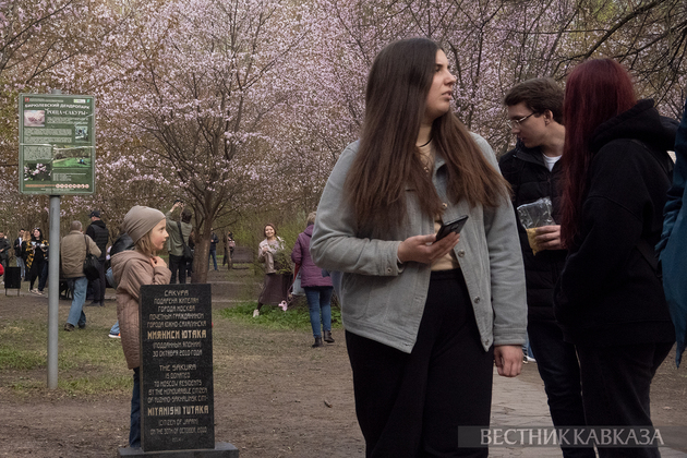 Сакура в Москве 2024