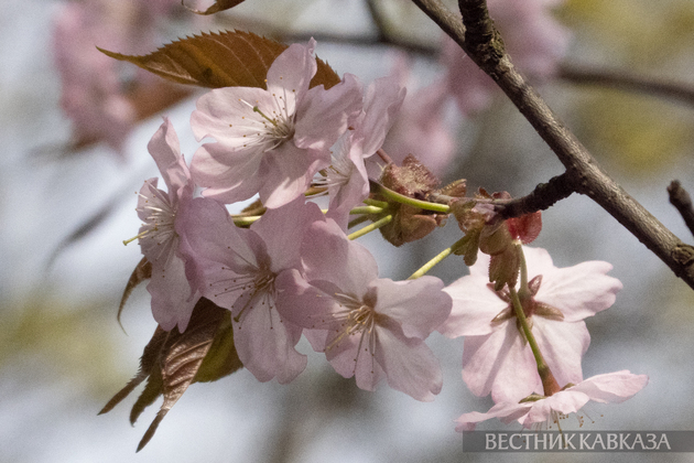 Сакура в Москве 2024