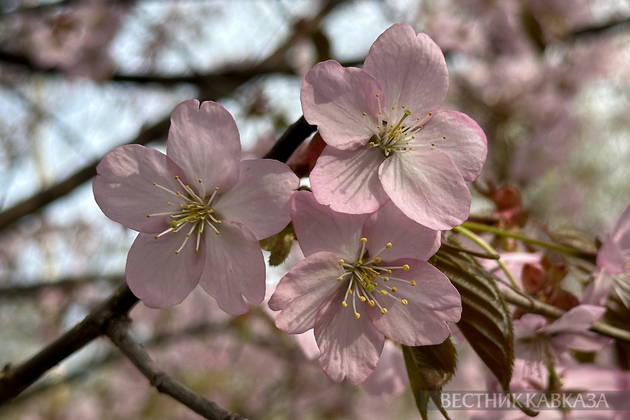 Сакура в Москве 2024