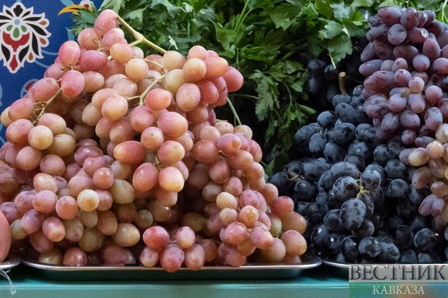 В Анапе создадут винодельню с глэмпингом