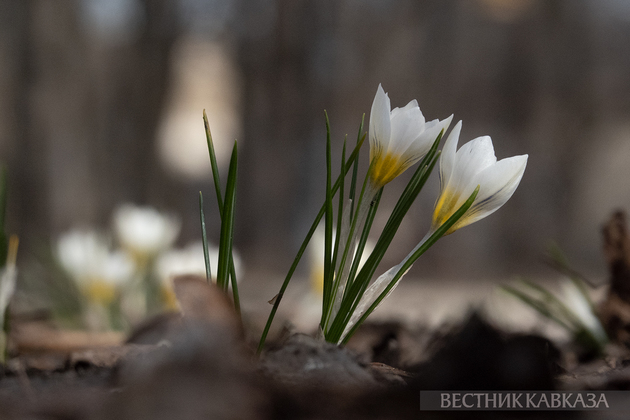 Крокусы в Парке Горького в Москве