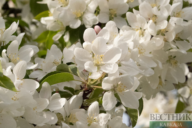 На Ставрополье ввели особый режим из-за заморозков