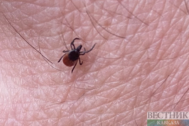 На Дону небывалое нашествие клещей