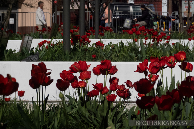 Цветение в Москве