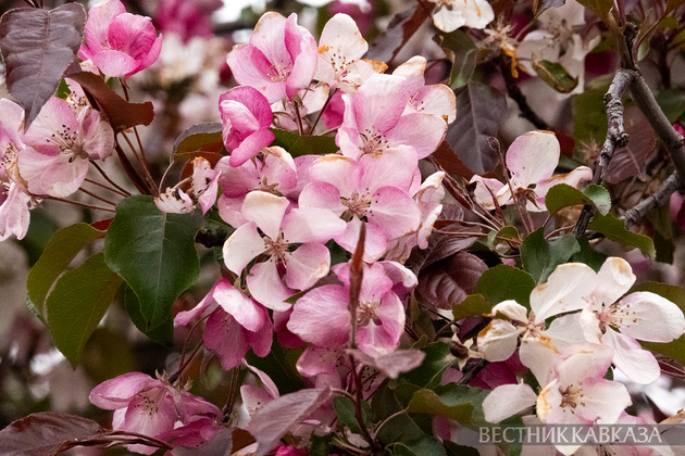 Цветение в Москве