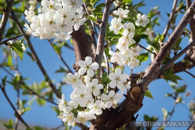 Цветение в Москве