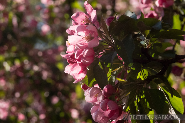 Цветение в Москве