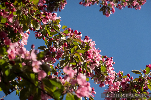 Цветение в Москве