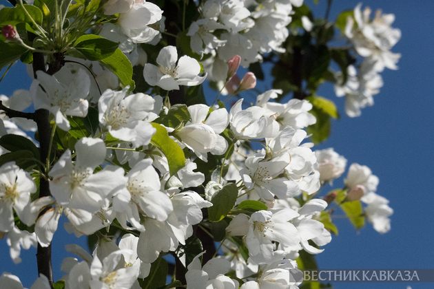 Цветение в Москве