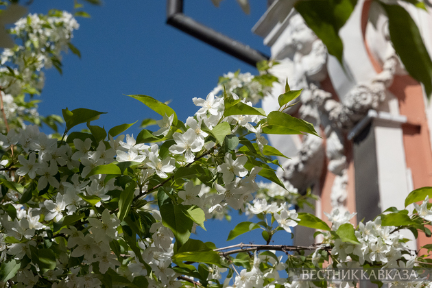 Цветение в Москве