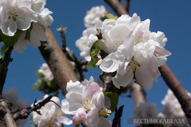 Цветение в Москве