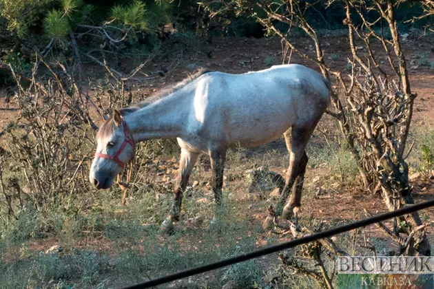В Казахстане переименовали лошадь Пржевальского