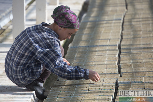 Дагестан нарастил производство саженцев