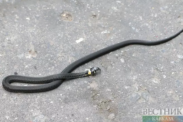 Двухметровую змею поймали в селе Георгиевского округа Ставрополья