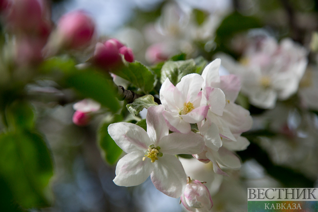 В России будет введен режим ЧС из-за ущерба от заморозков в мае