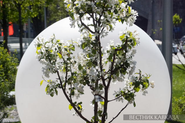 Цветение яблонь в парке Зарядье